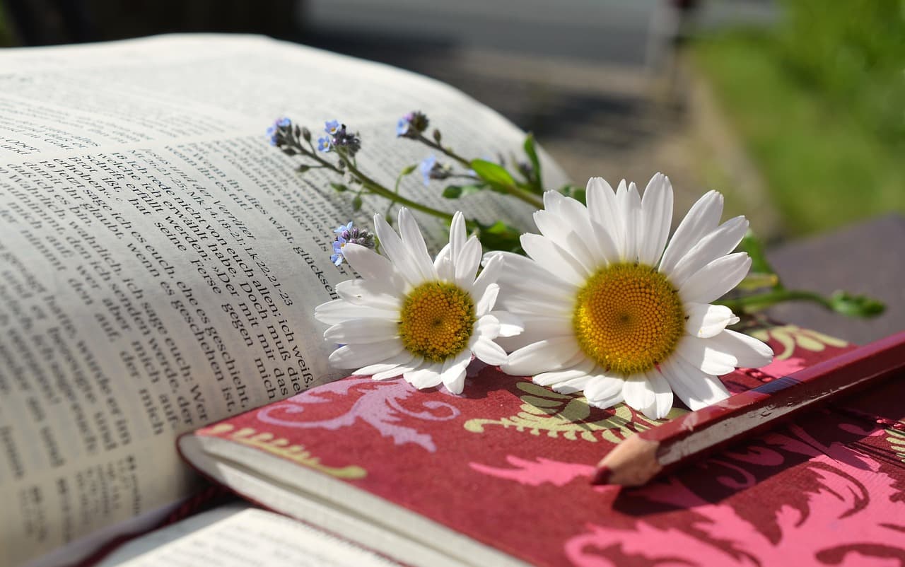 congerdesign-daisies-
