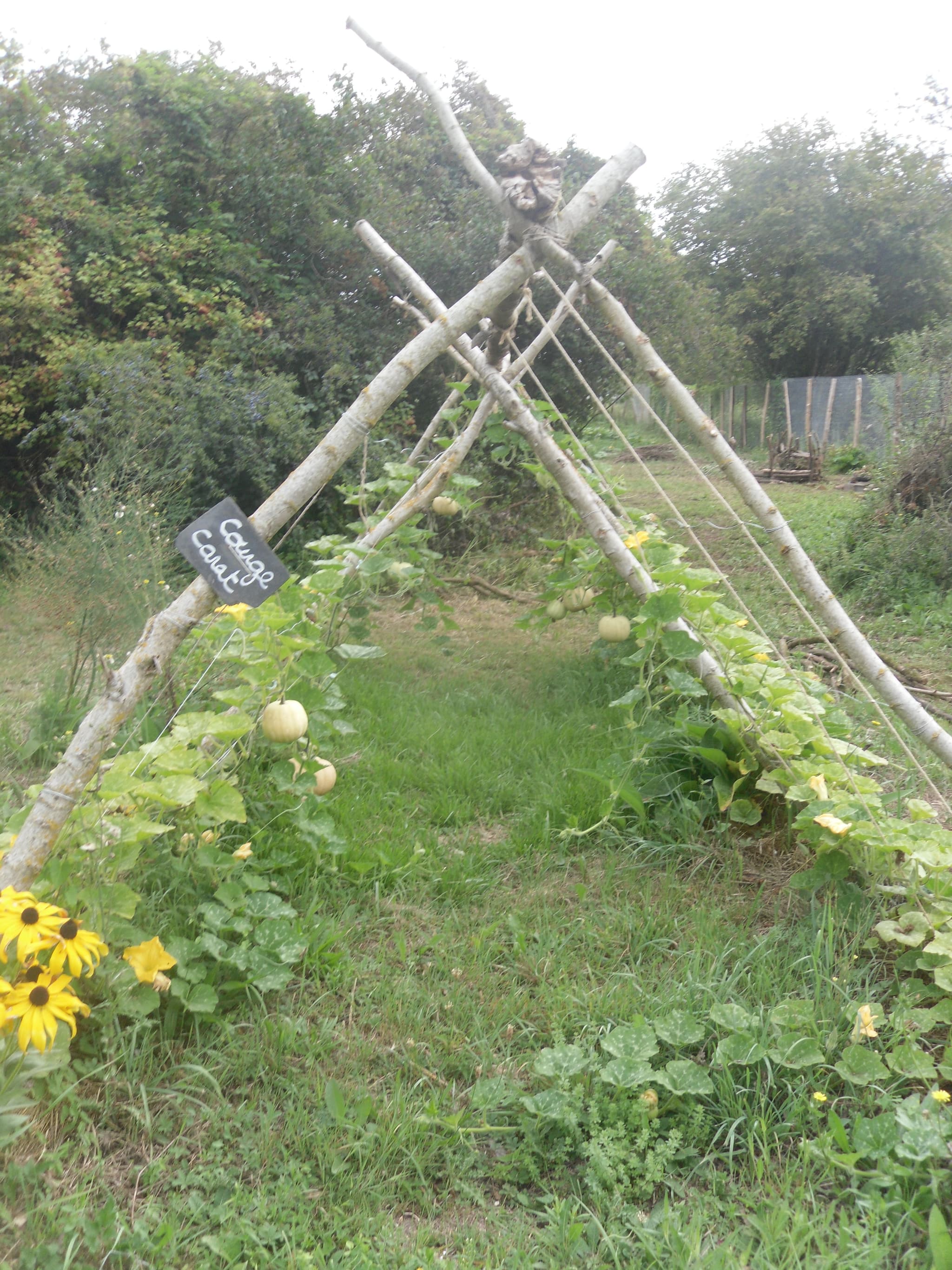 courge carat (2)