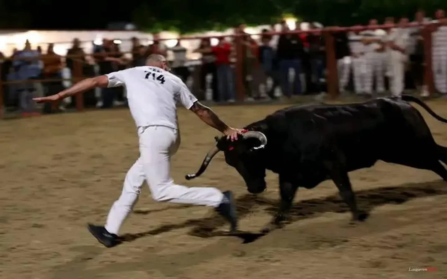 courses-de-vaches-Hasparren