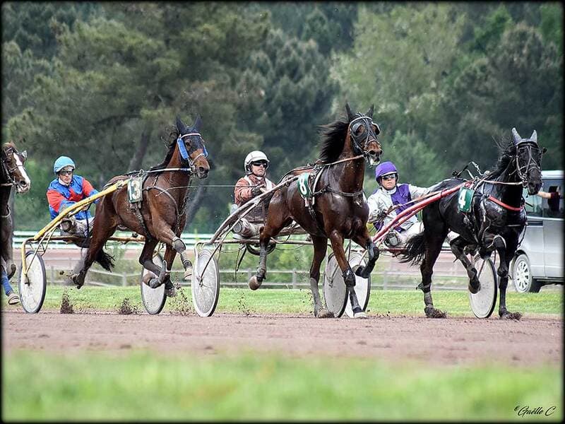 Courses hippiques