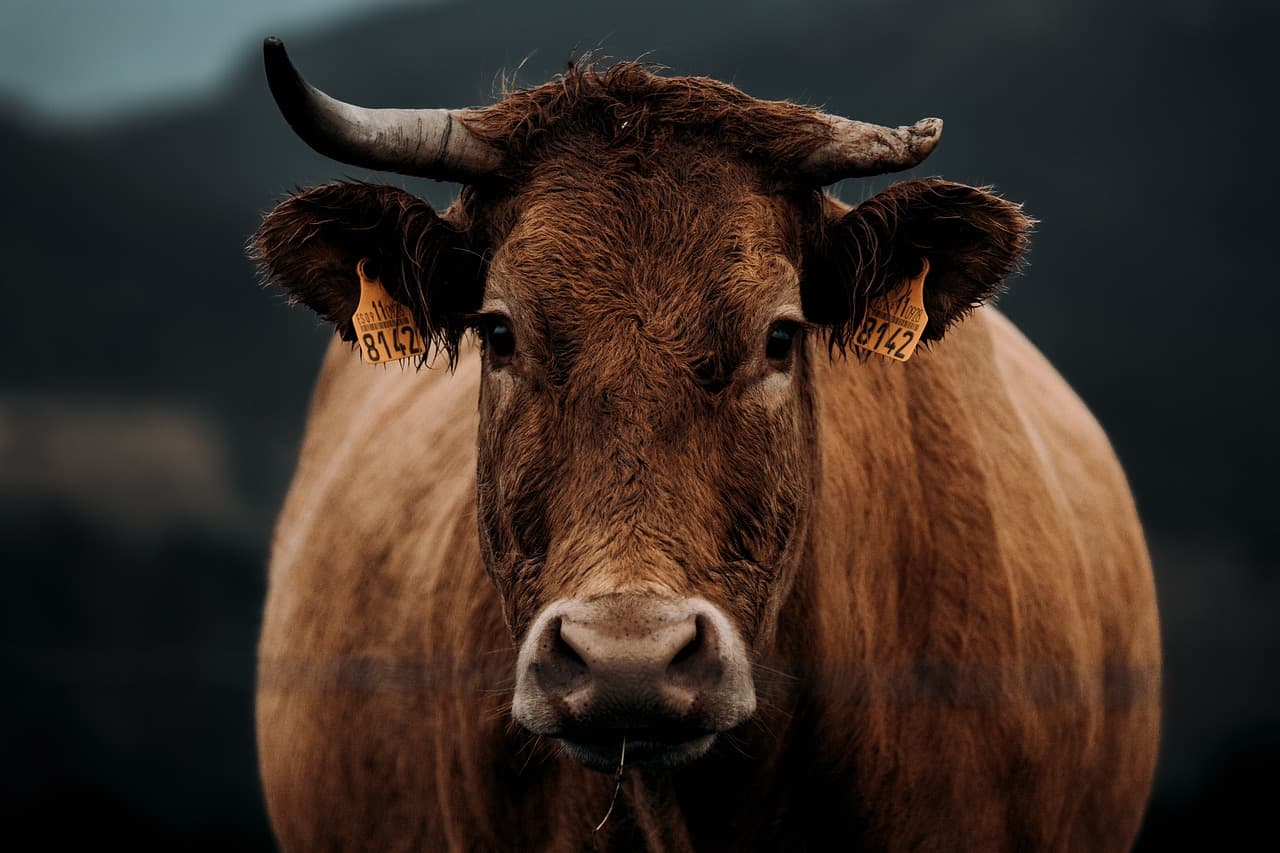 Vache Limousine