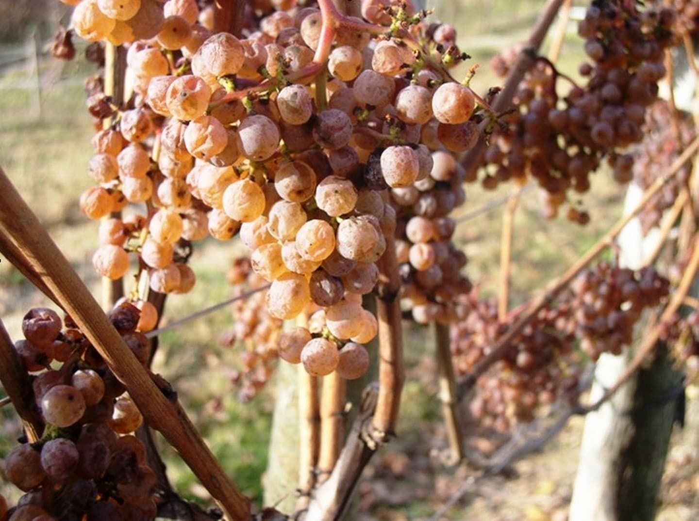 Cru Lamouroux - Chappelle de Rousse - la vigne