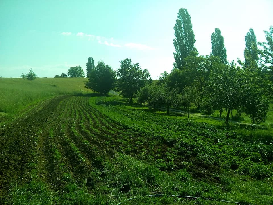 curmont passion