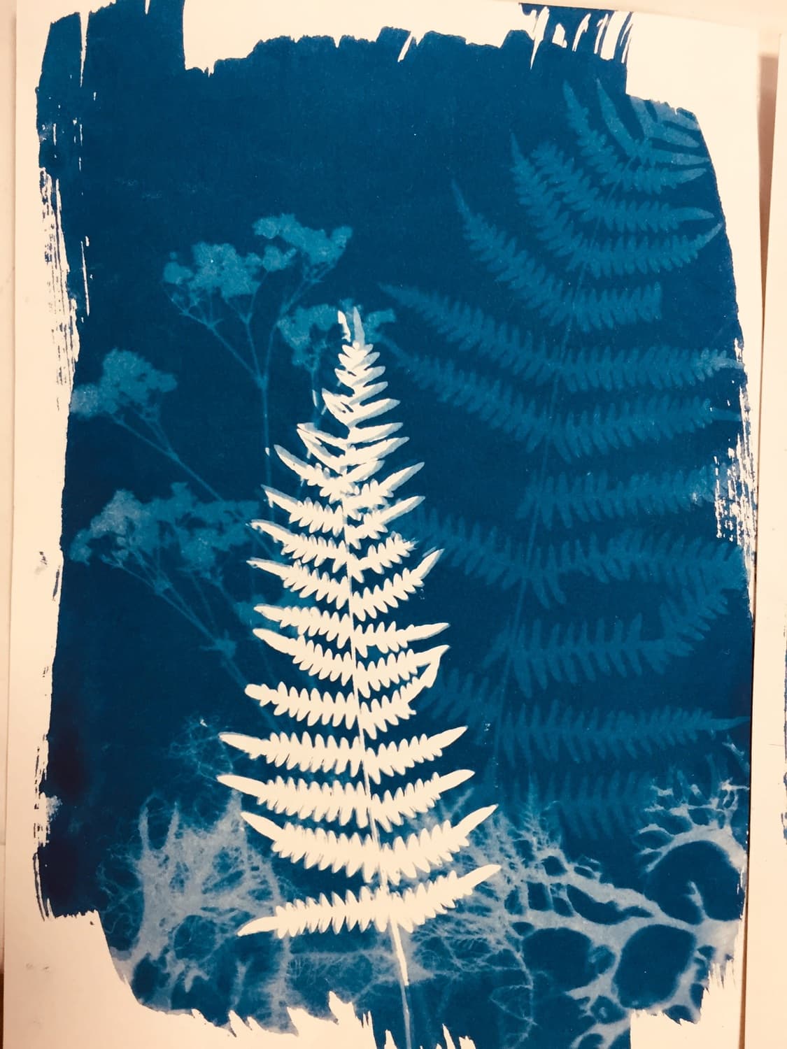 cyano fougères
