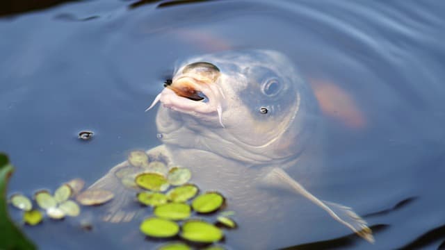 danielwanke-carp-440630_640