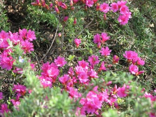 SAINTPIERREDECAUBEL_LGC090A_19 - le printemps.jpg