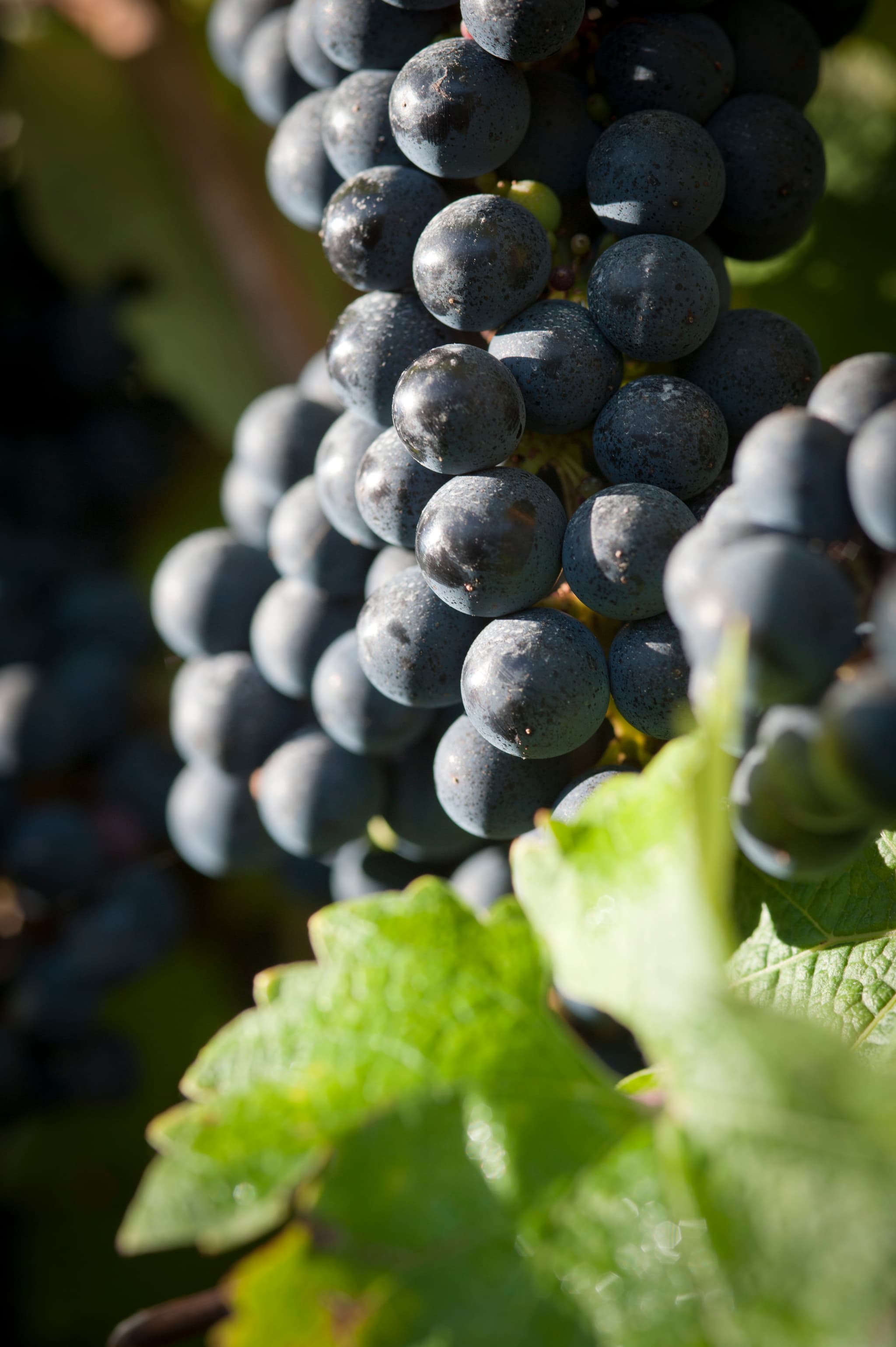 domaine du tastet jcp-7