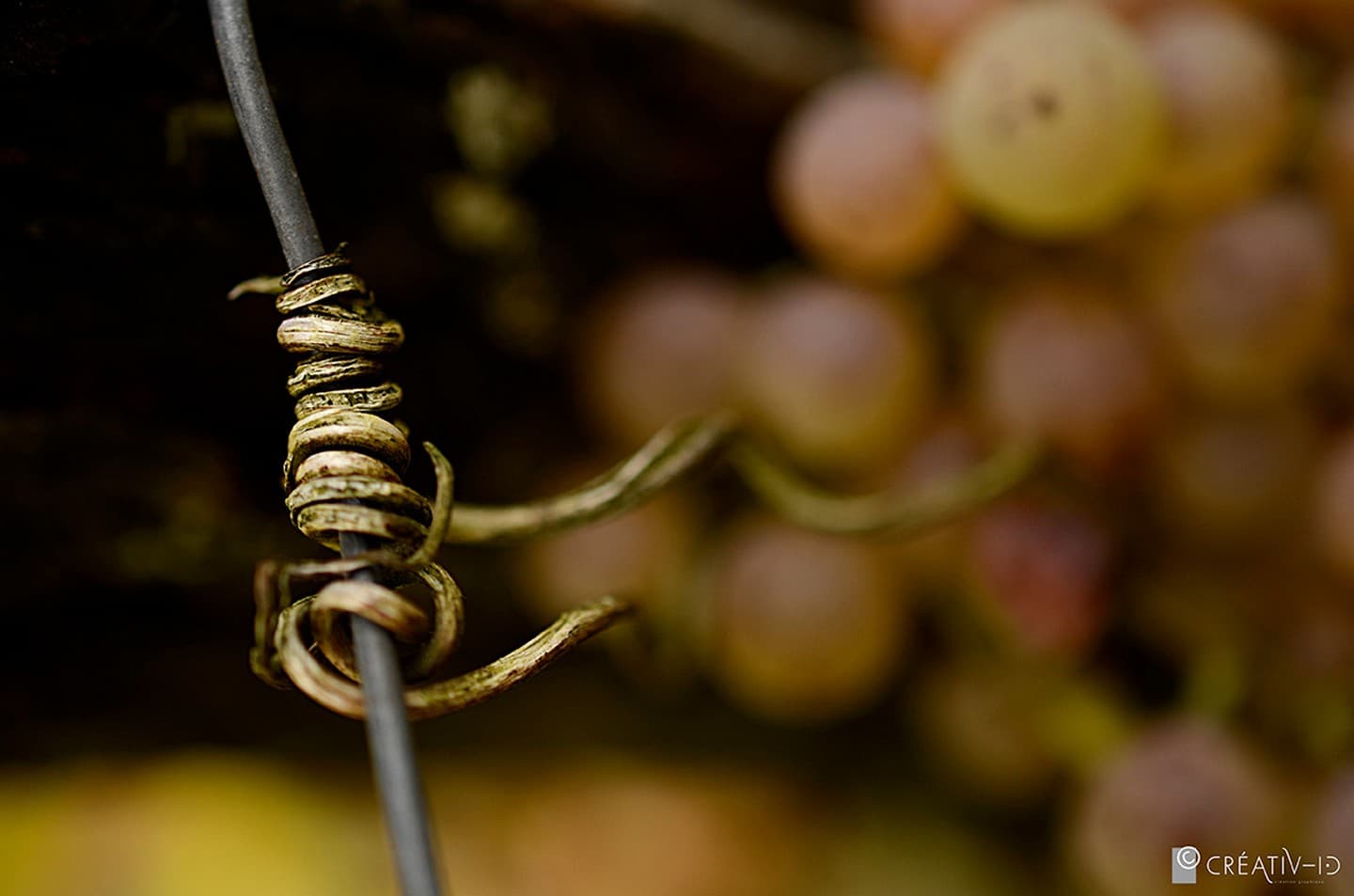 Domaine Latapy - Gan - le raisin