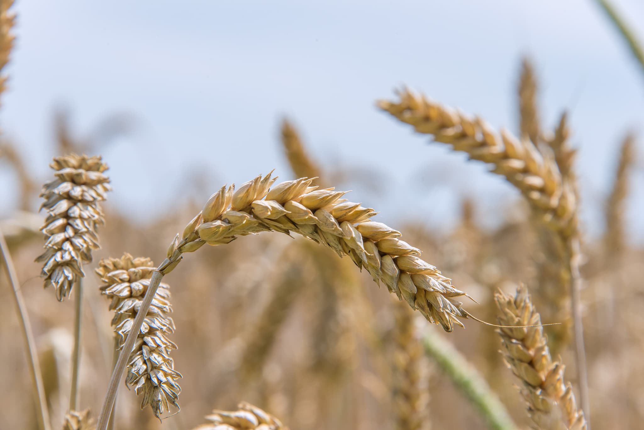 donauwood_de-soft-wheat-8158264