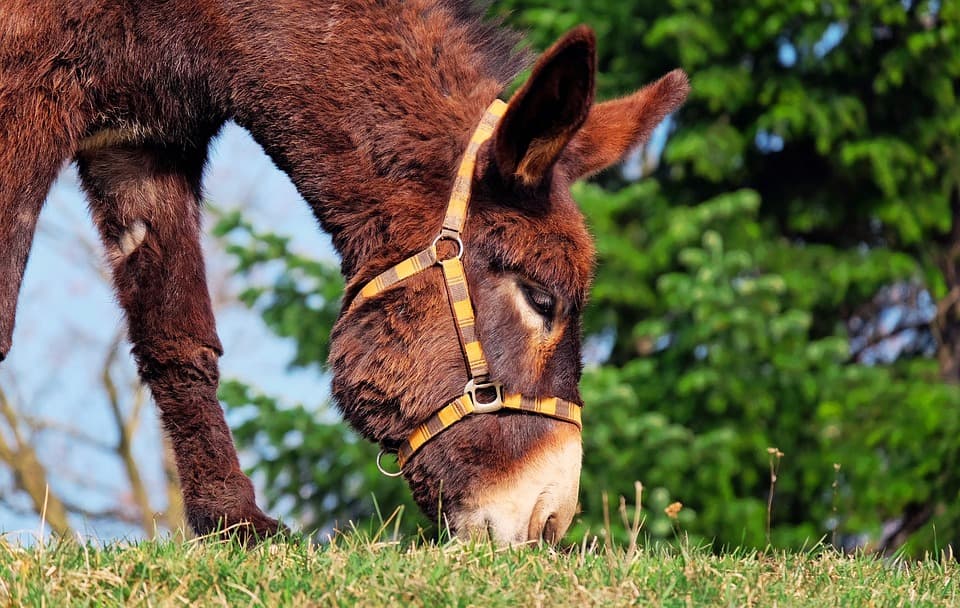 donkey-1268897-960-720