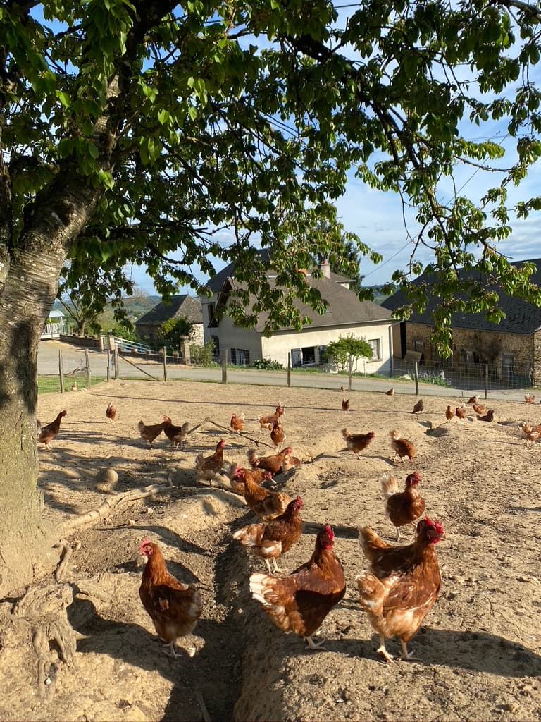du nid à l'assiette 1