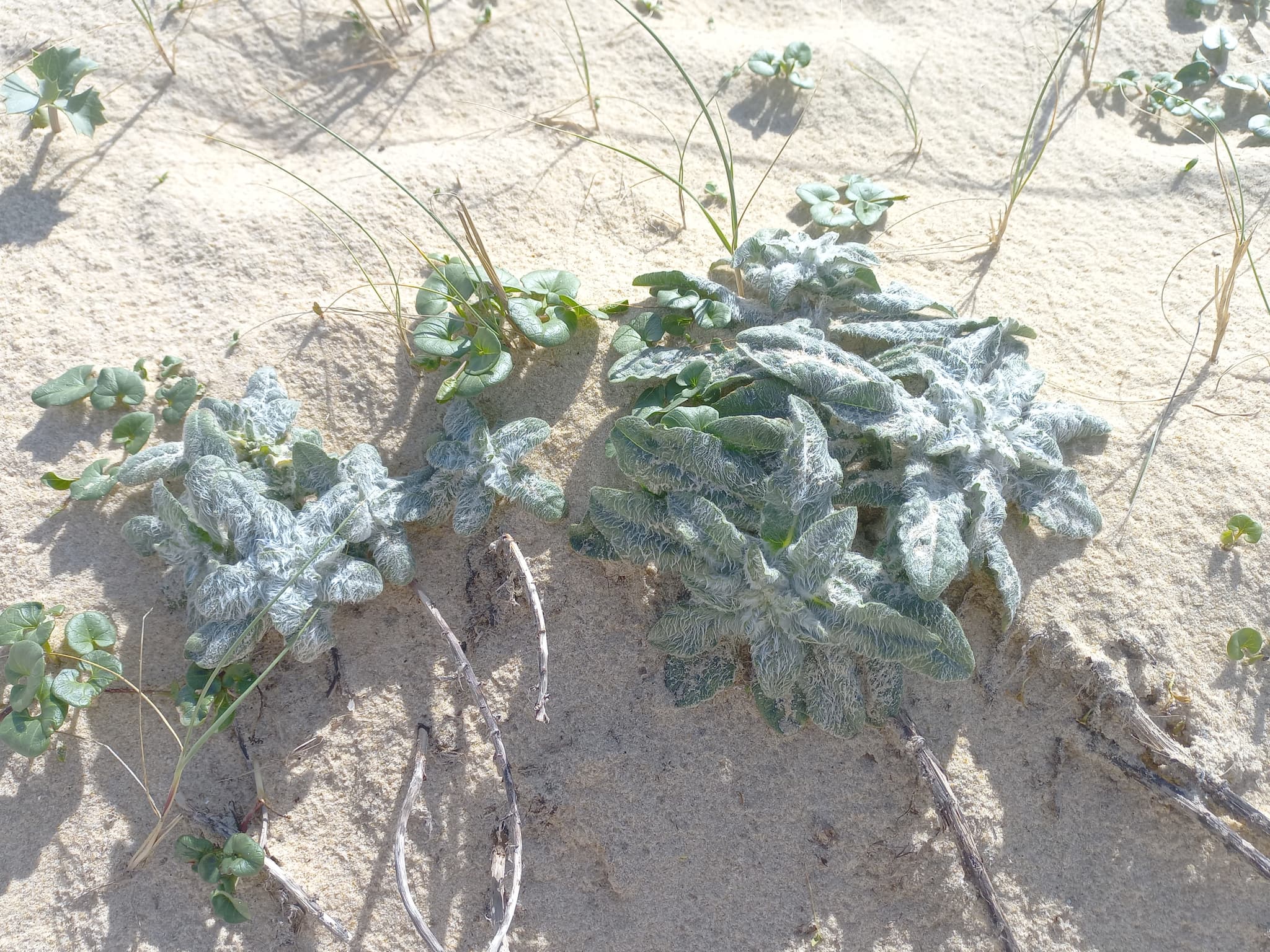 épervière des dunes ou épervière laineuse