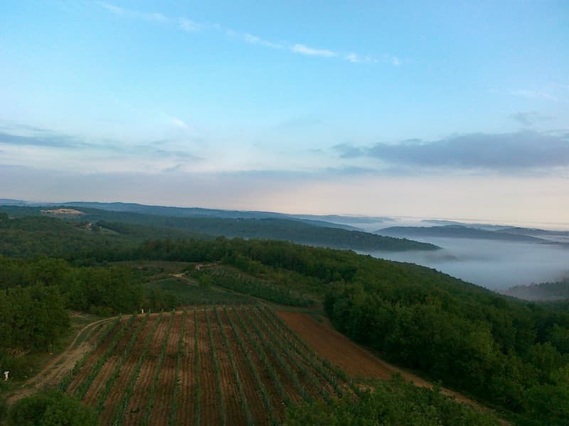 ete 2011 vin de domme