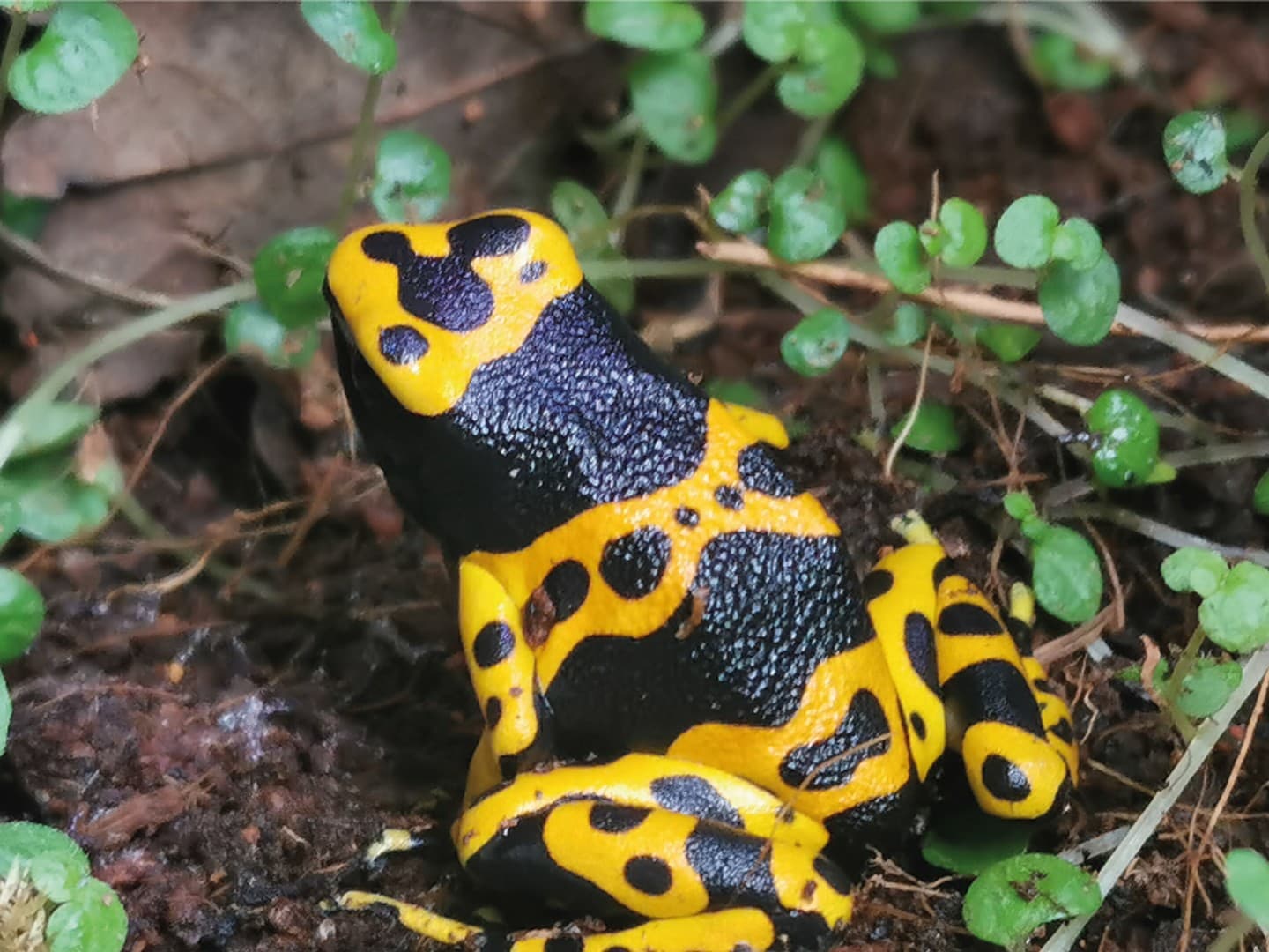 Exotic Park - Lescar - grenouille