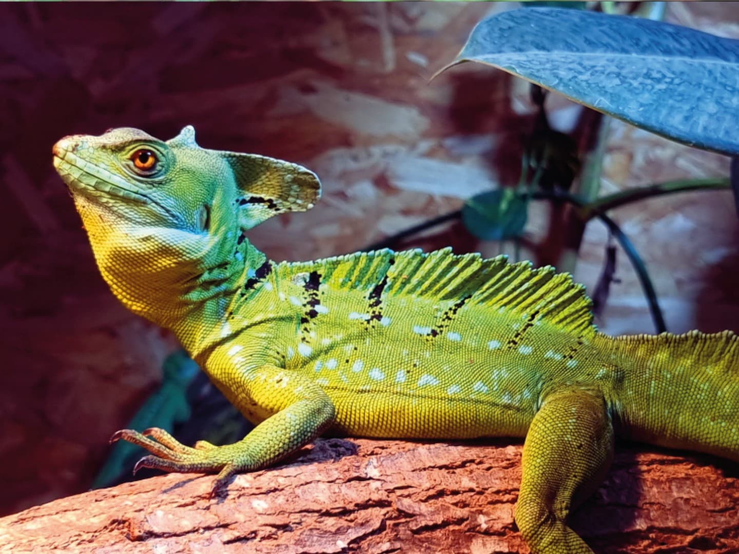 Exotic Park - Lescar - lezard