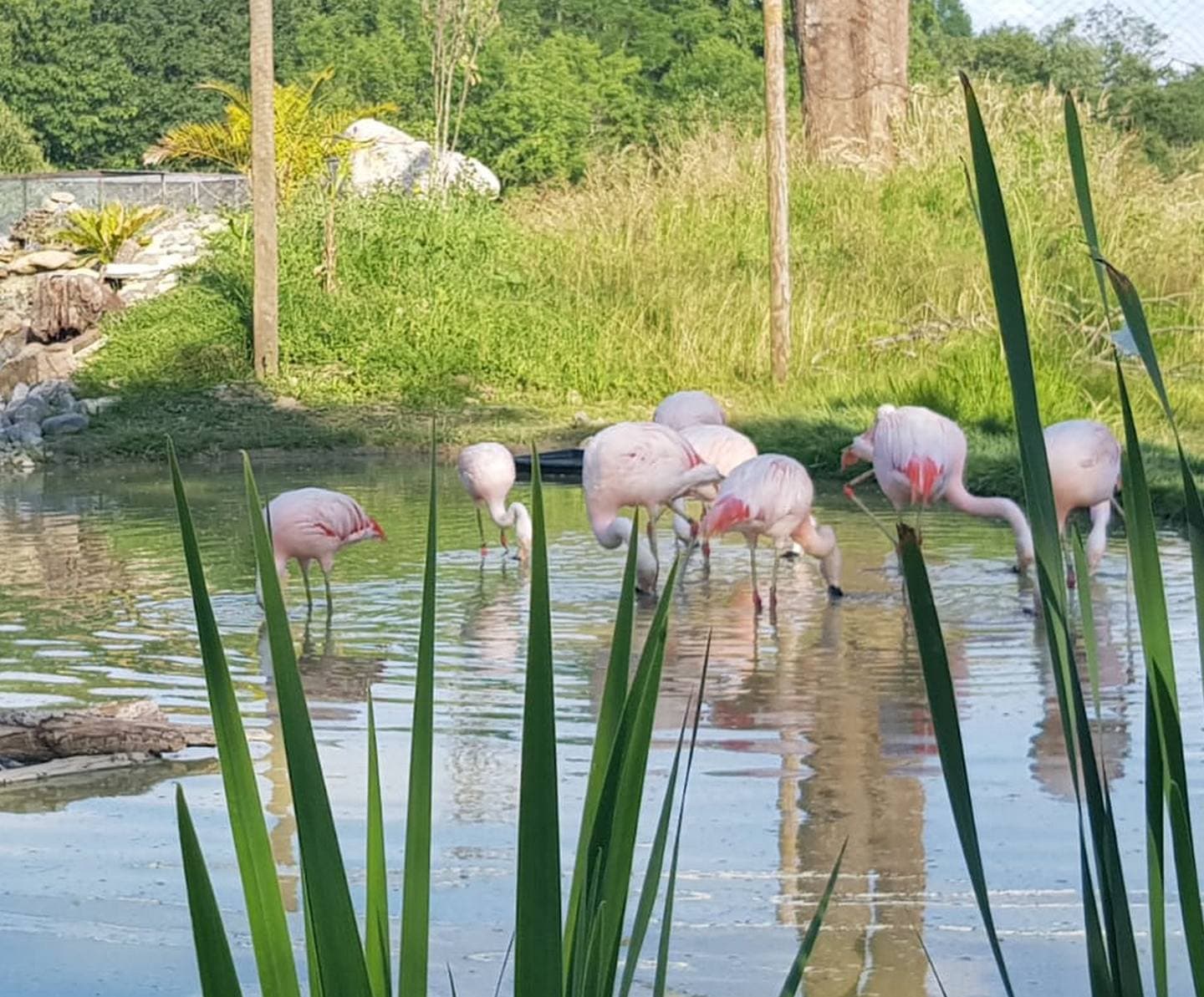 Exotic Park - Lescar - flamands roses