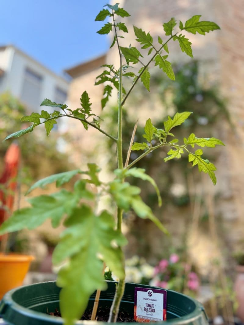 expo tomate 1