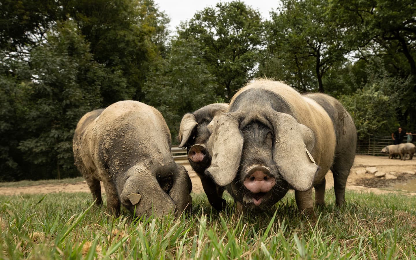 ferme_arrokain_kintoa_porc_basque