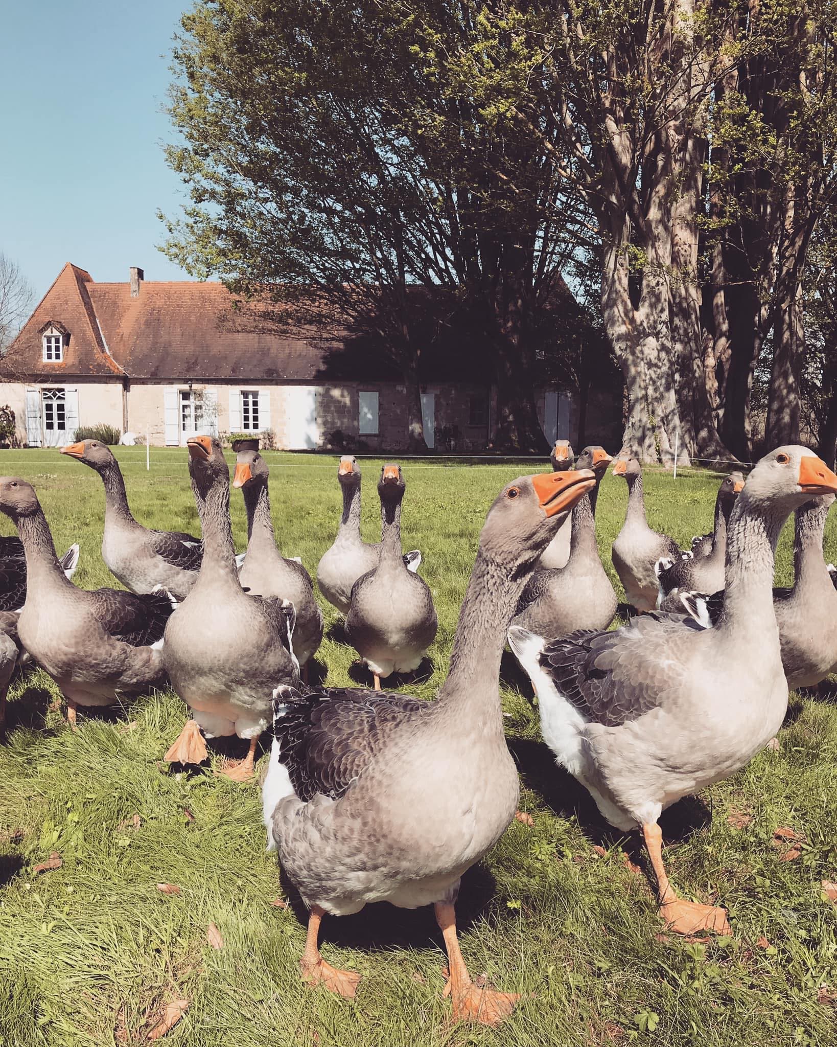 ferme des fayards