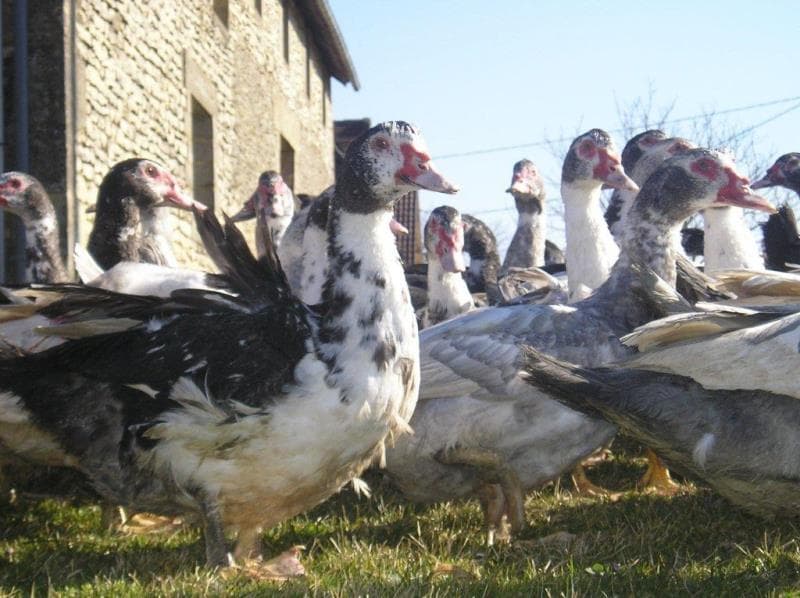 ferme des roumevies