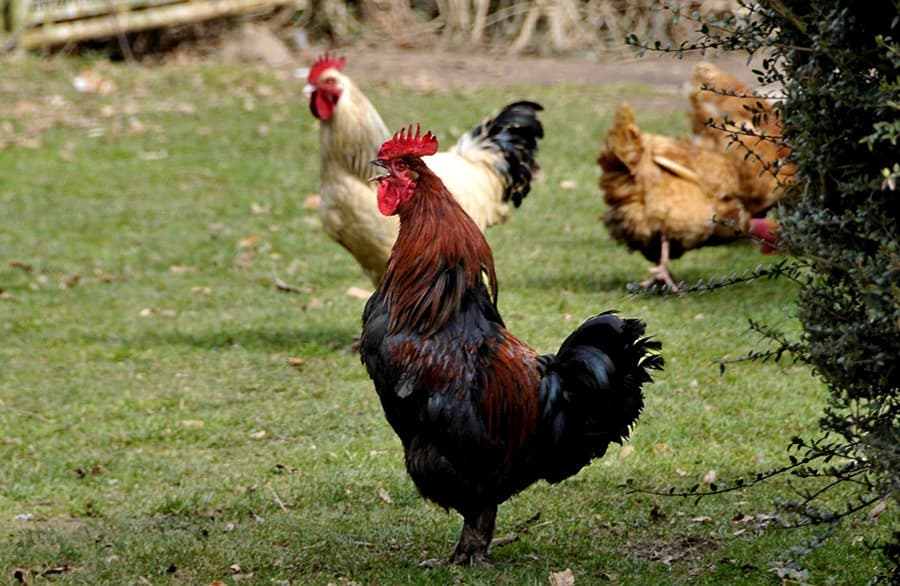 fermebesse Coq