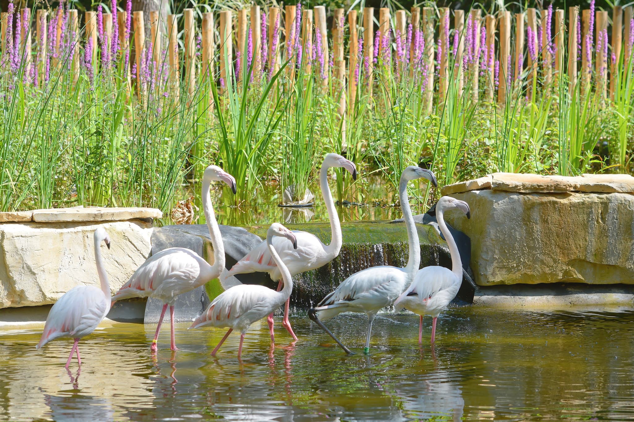 Flamants roses, Zoodyssée, parc animalier à Villiers-en-Bois