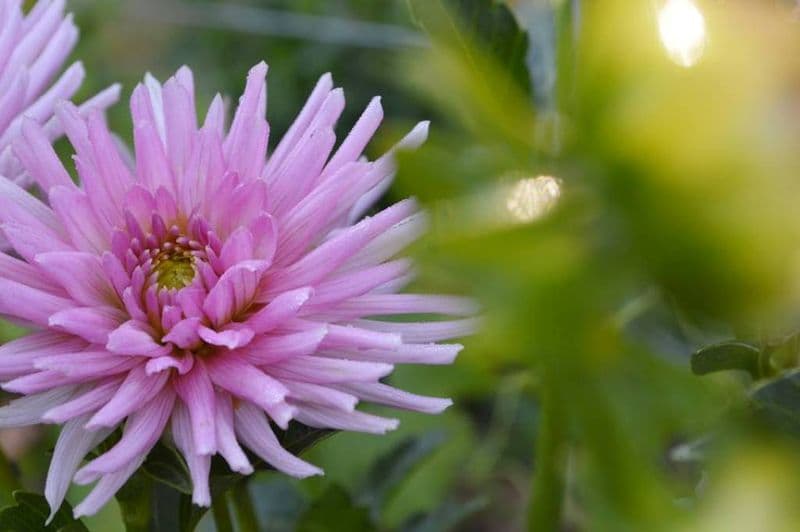 fleur
