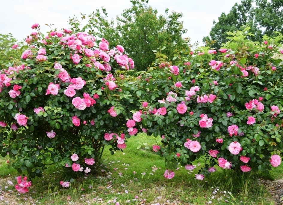 fleurs-29