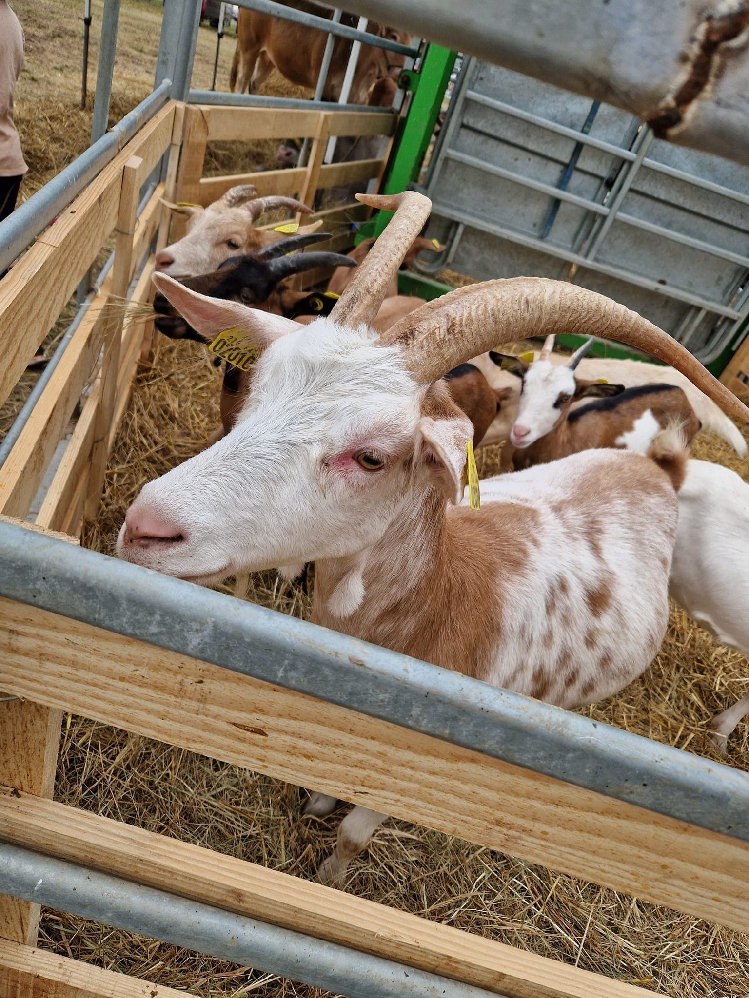 foire agricole 3