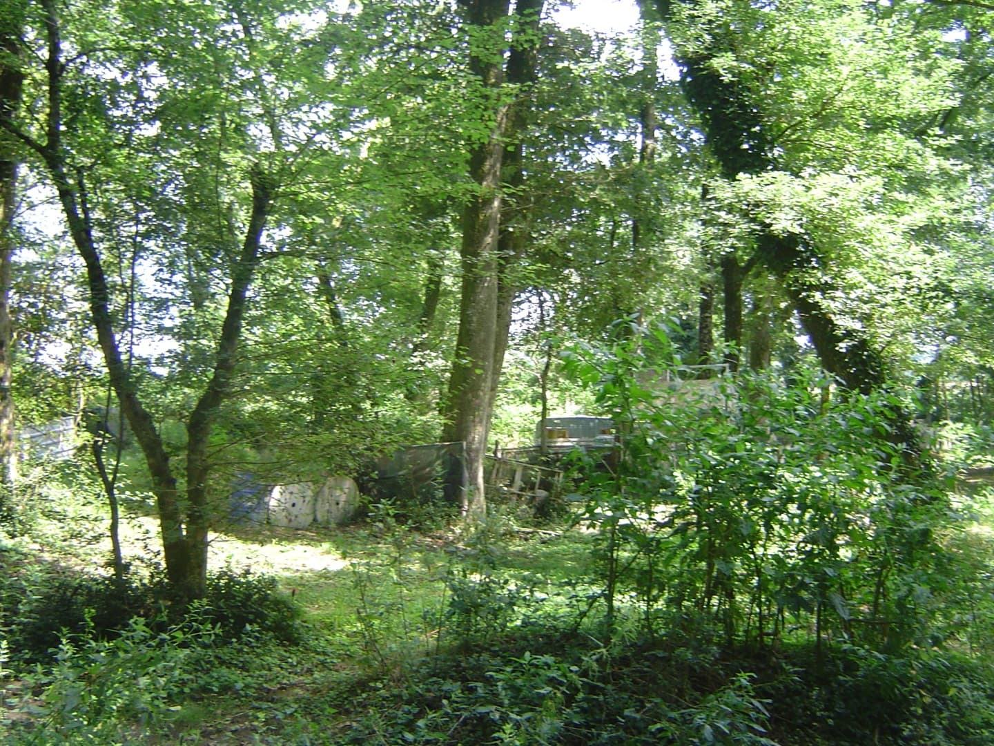 forêt