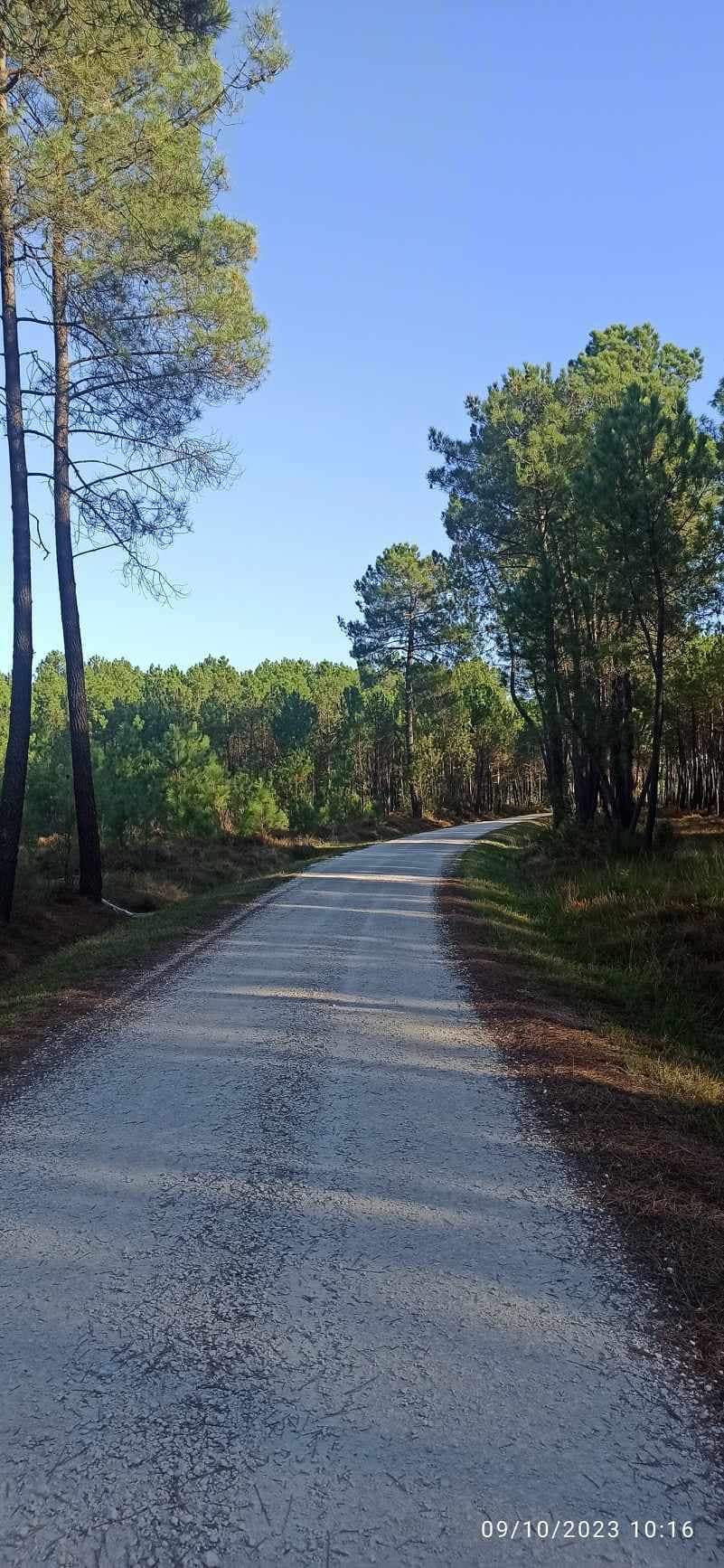 forêt 2
