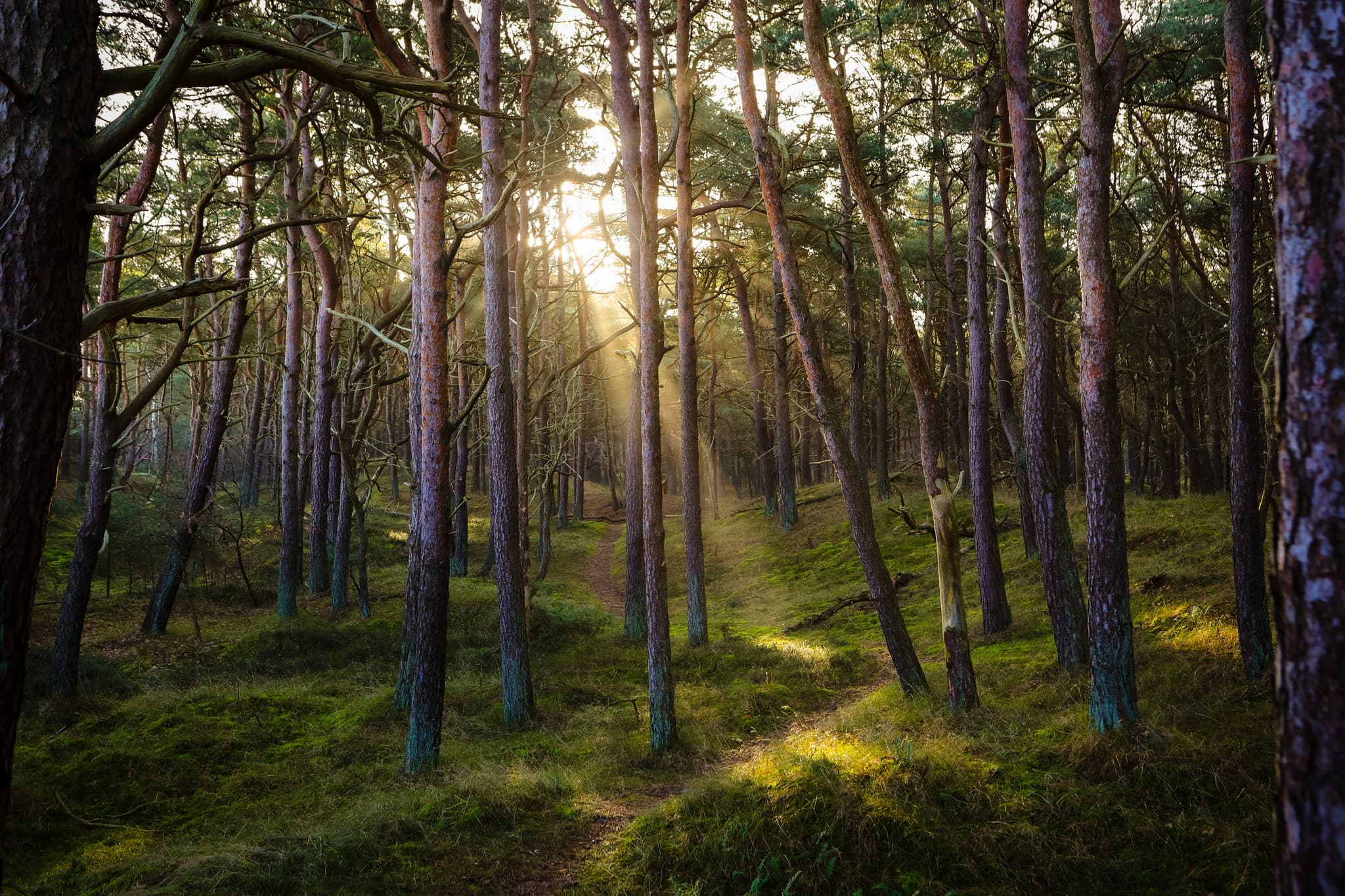 forêt