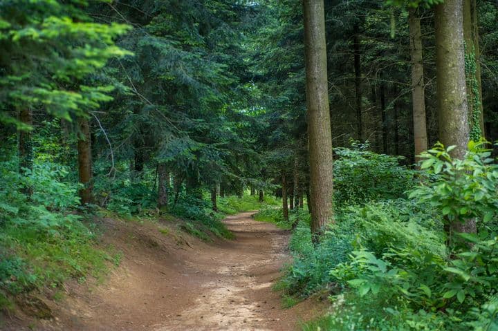 Forêt des Vaseix