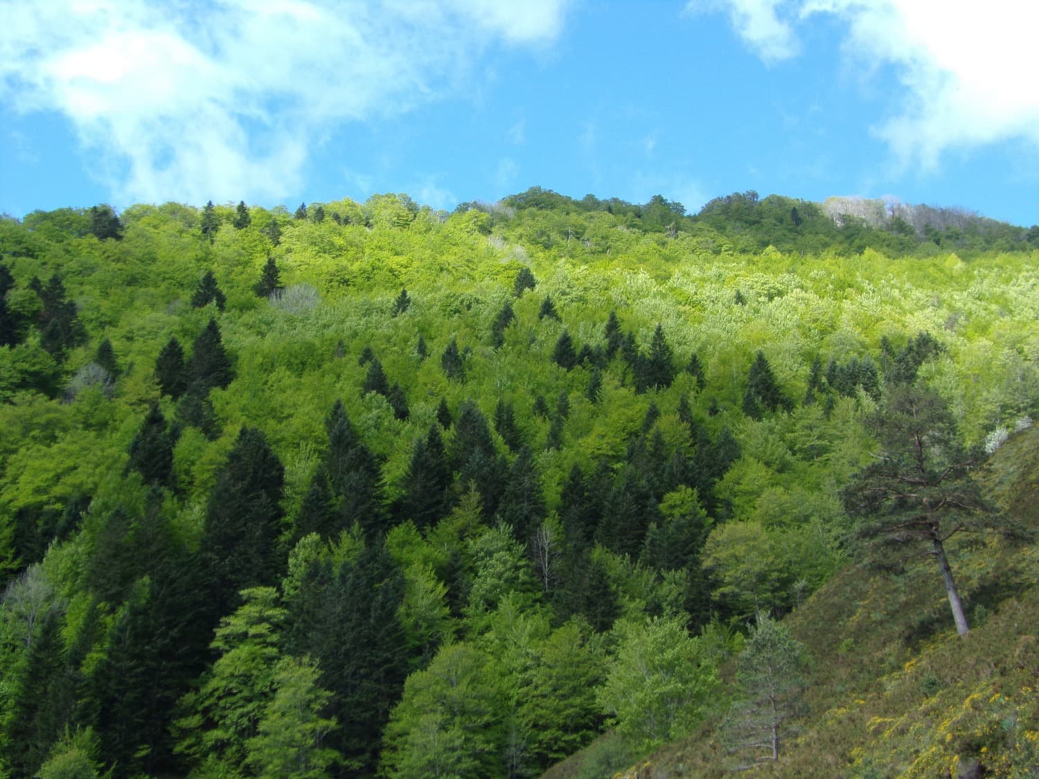 CPIE Pays Basque - foret-dIraty