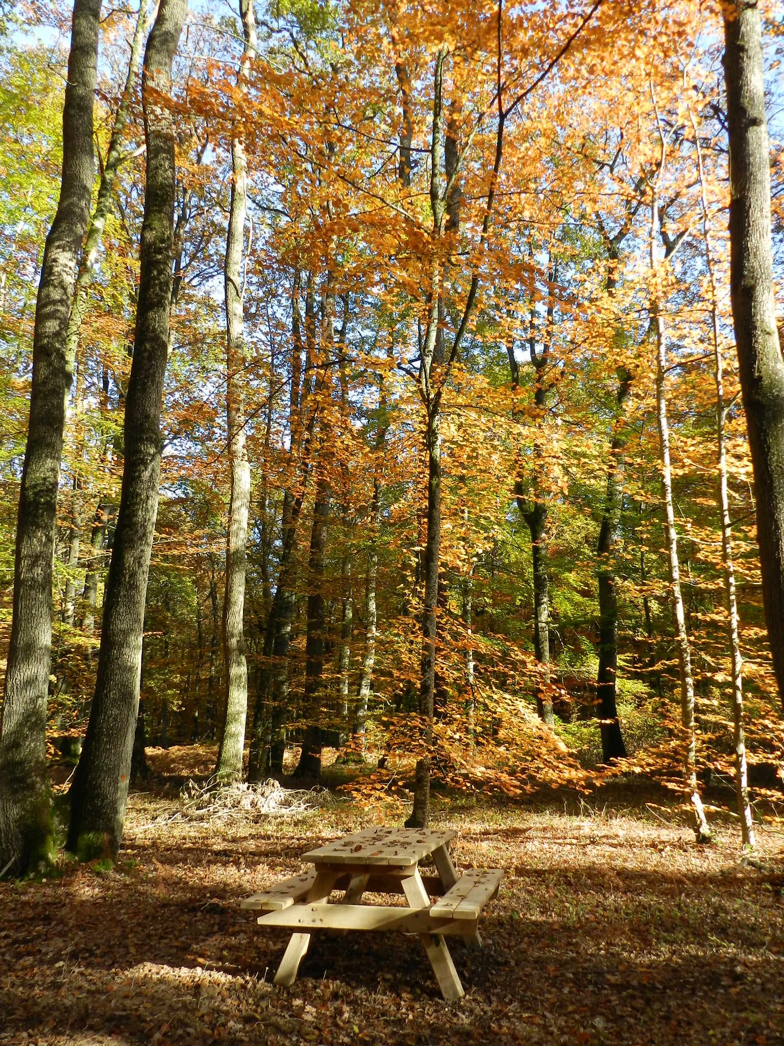 Forêt domaniale de Saint-Sauvant_1