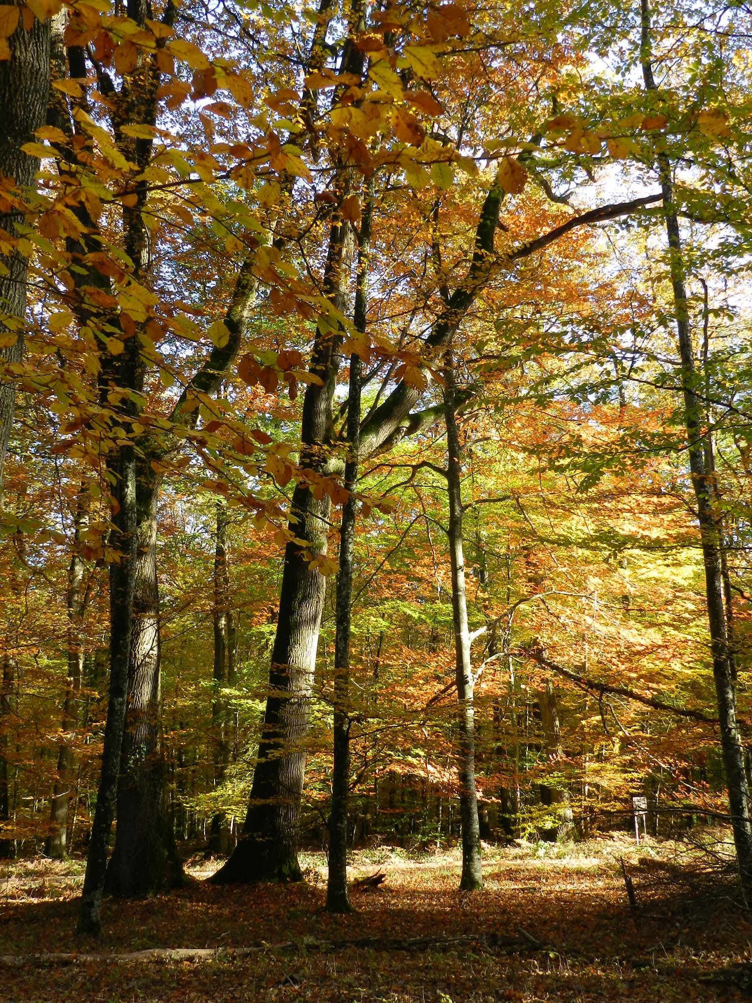 Forêt domaniale de Saint-Sauvant_3