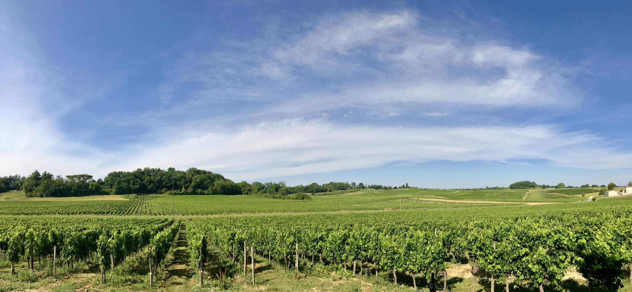 chateau George7-fronsac - vue sur les vignes