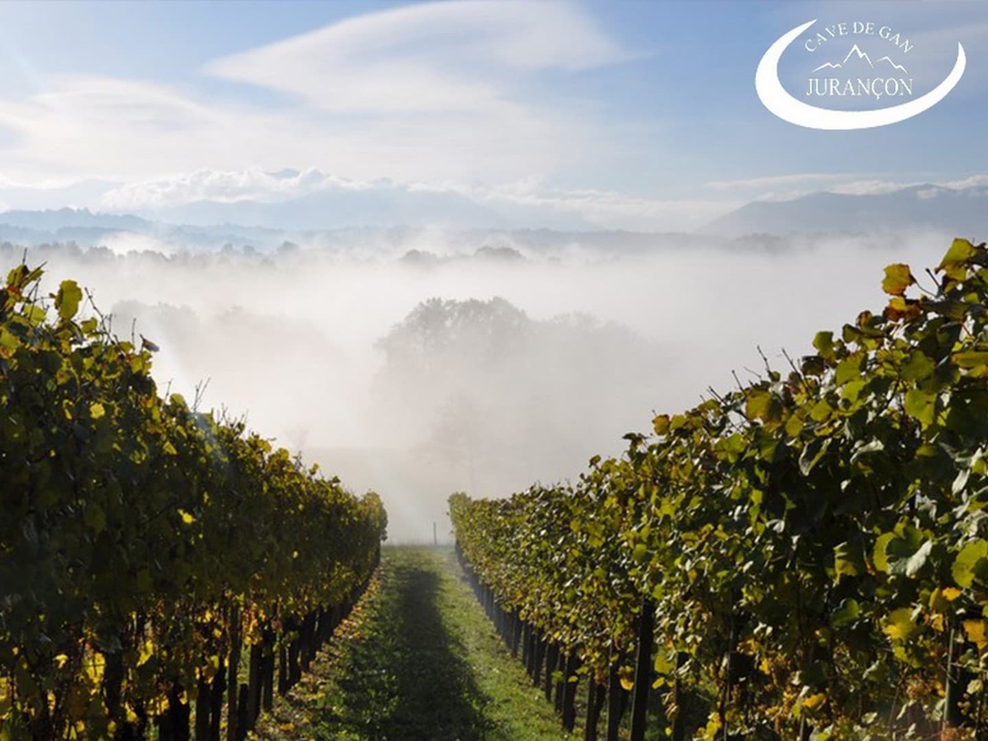 Cave des producteurs de Jurançon - Gan - la brume sur les vignes