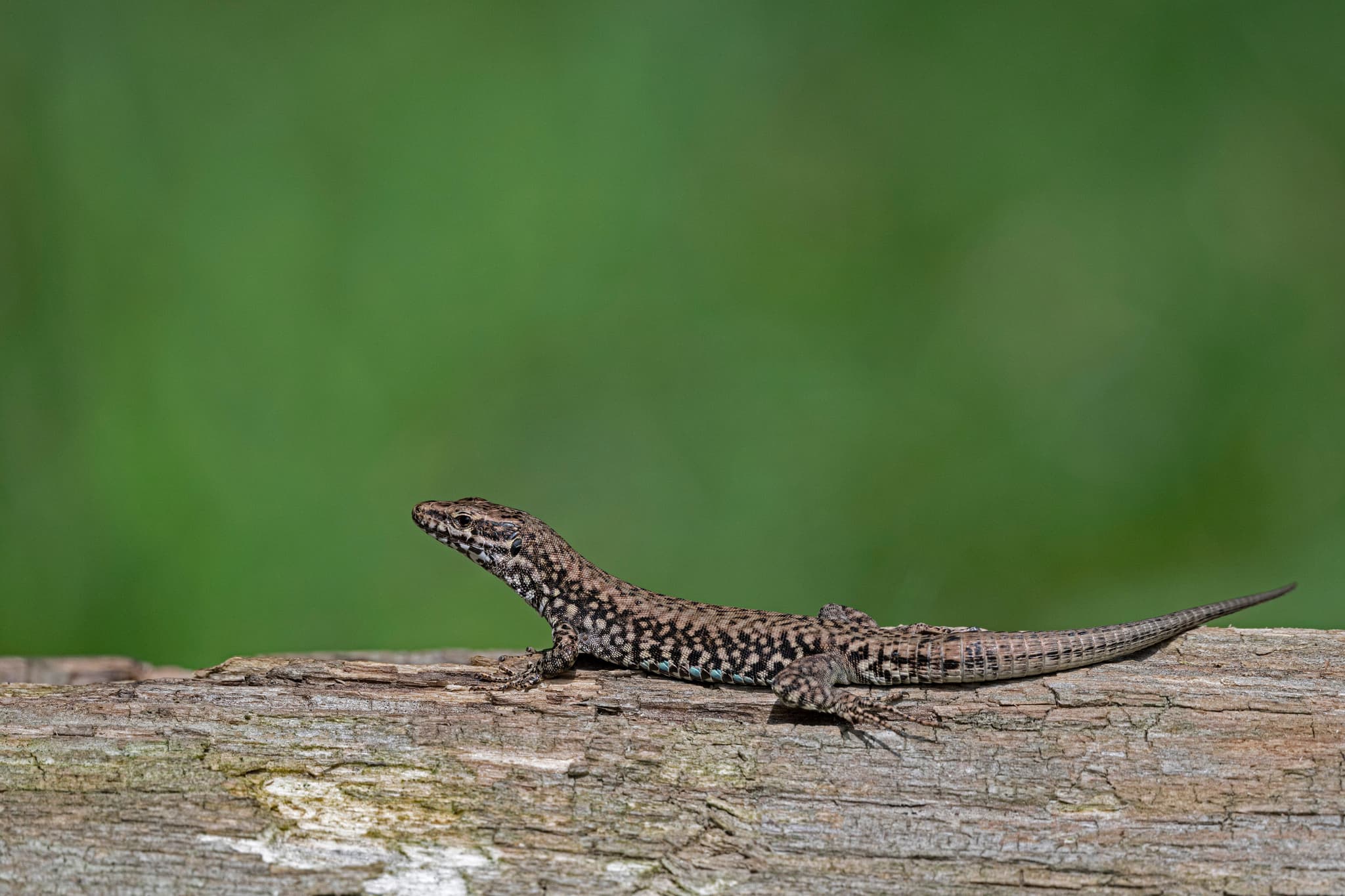 Lézard
