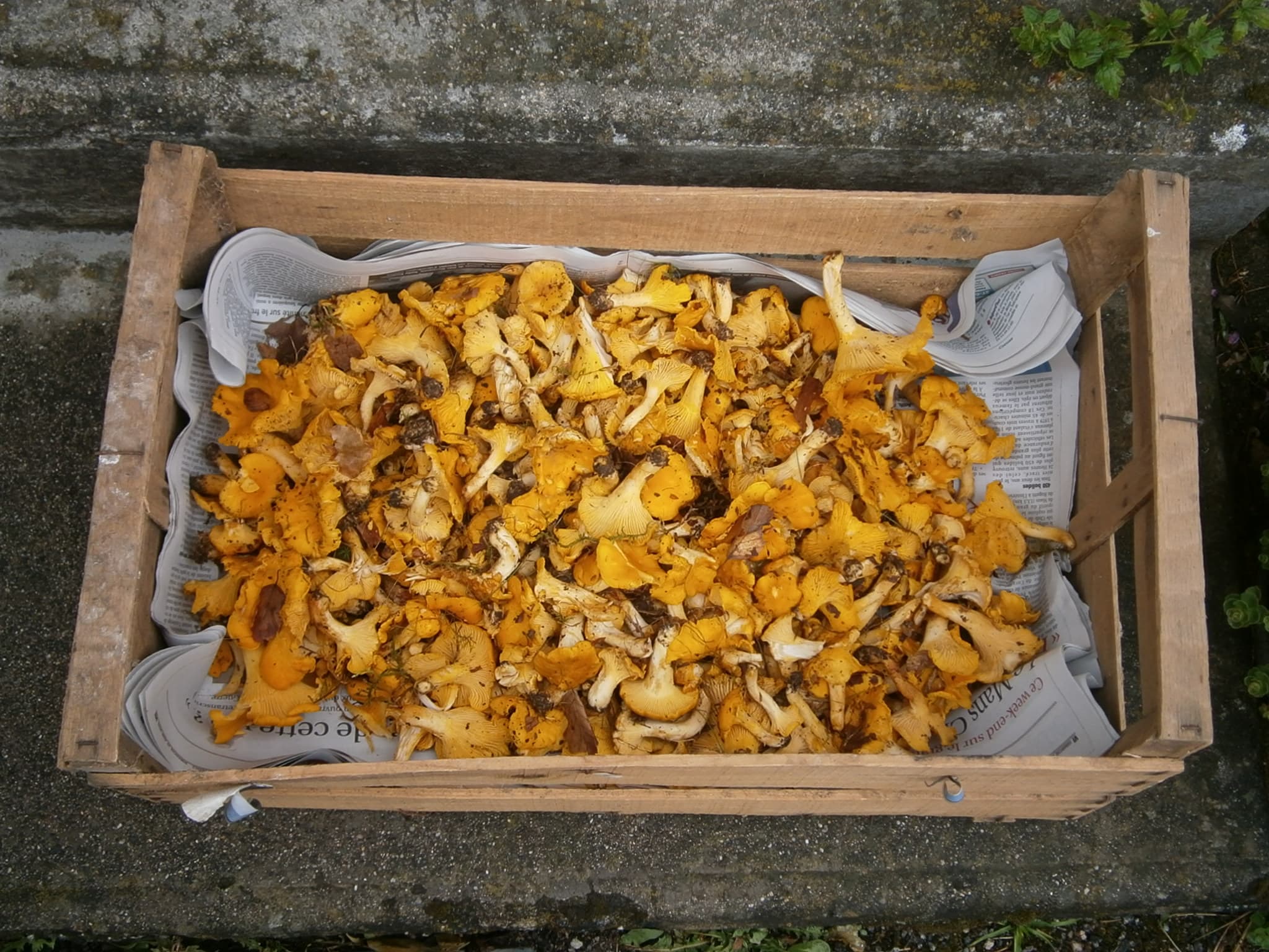 CHANTERELLES JUIN