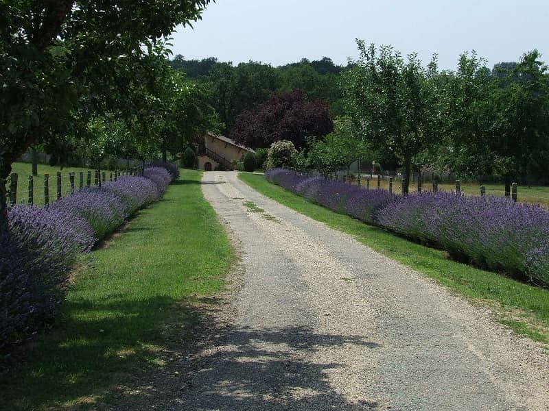 Les Lavandes_La Tour_CABRILLAC