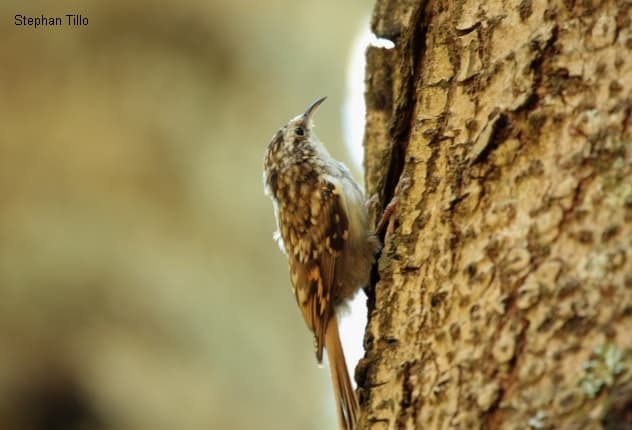 discret grimpereau des bois