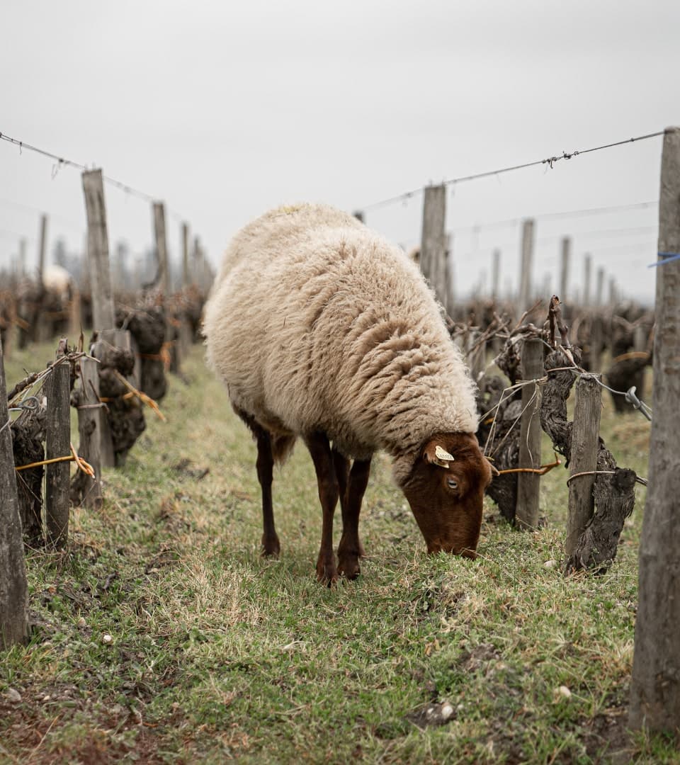 gruaud-larose-mouton