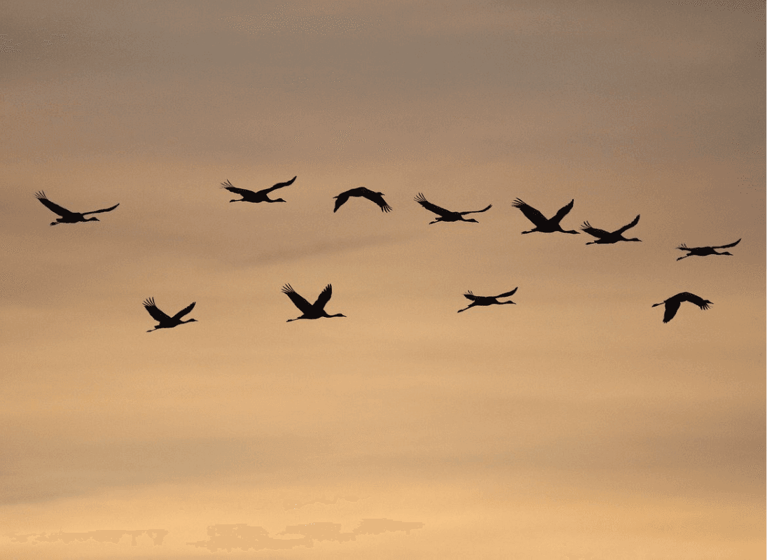 Grues cendrées