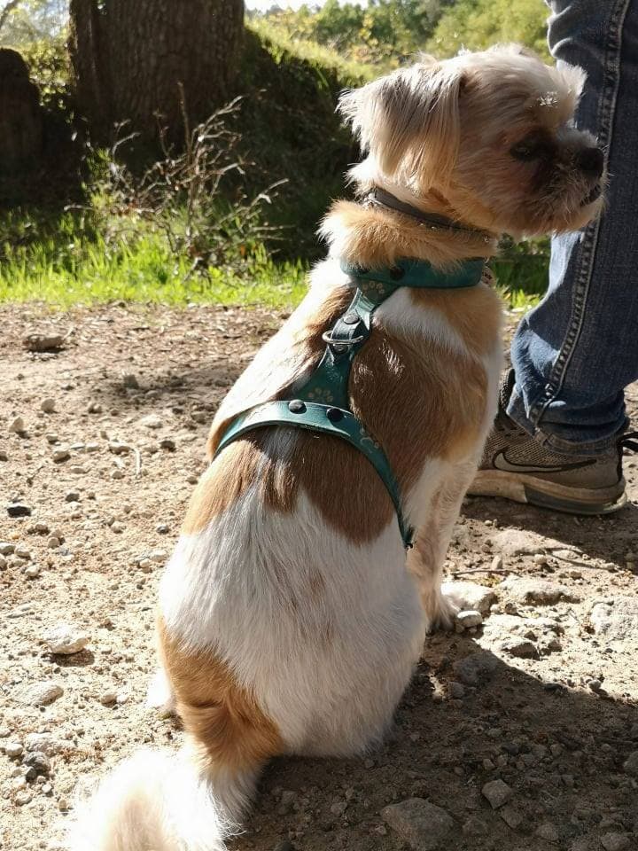 harnais chien