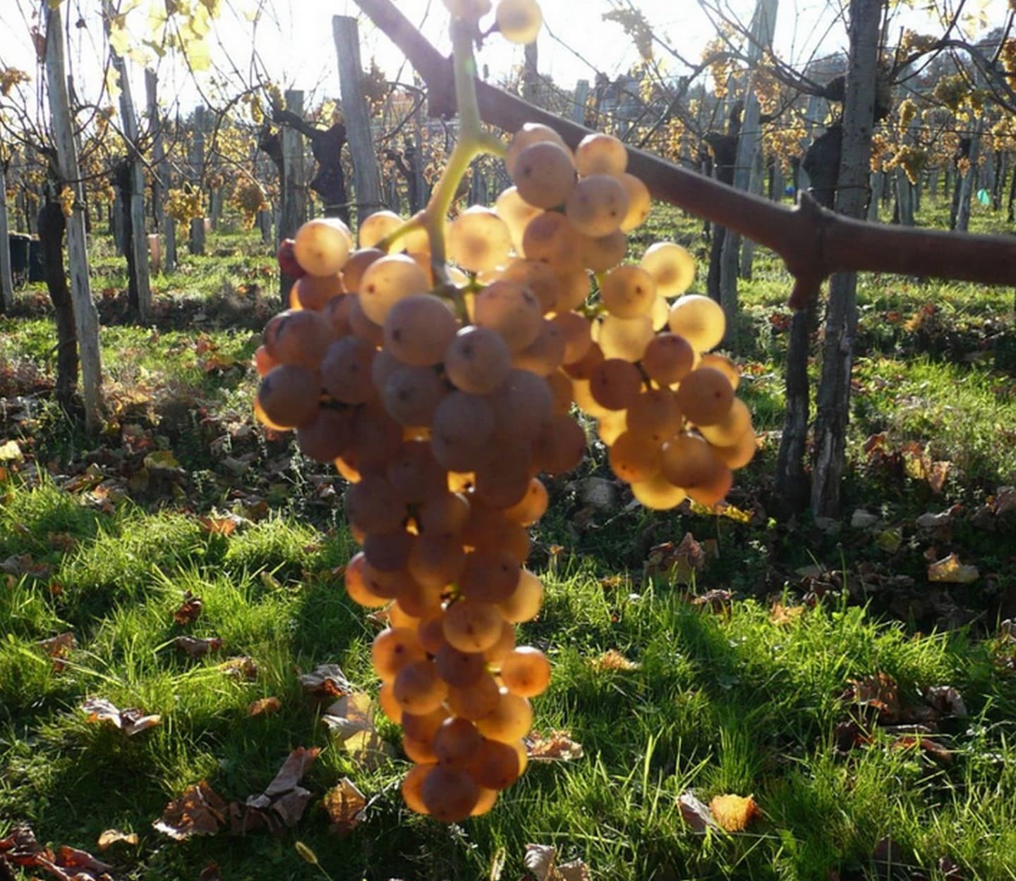 Domaine Haugarot - St Faust - raisin