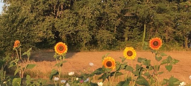 header_oc_lesjardinsdemamapousse(1)