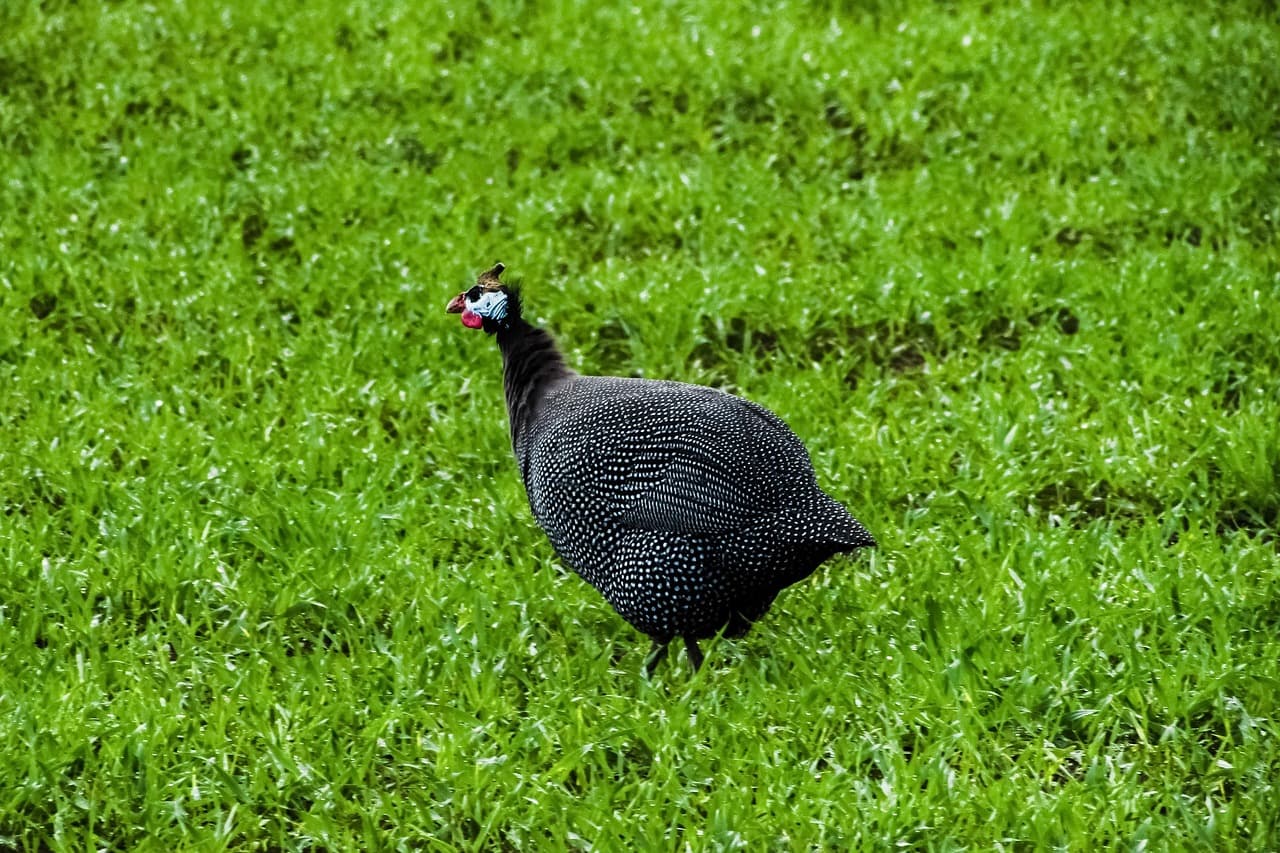 helmeted-guineafowl-1932726_1280