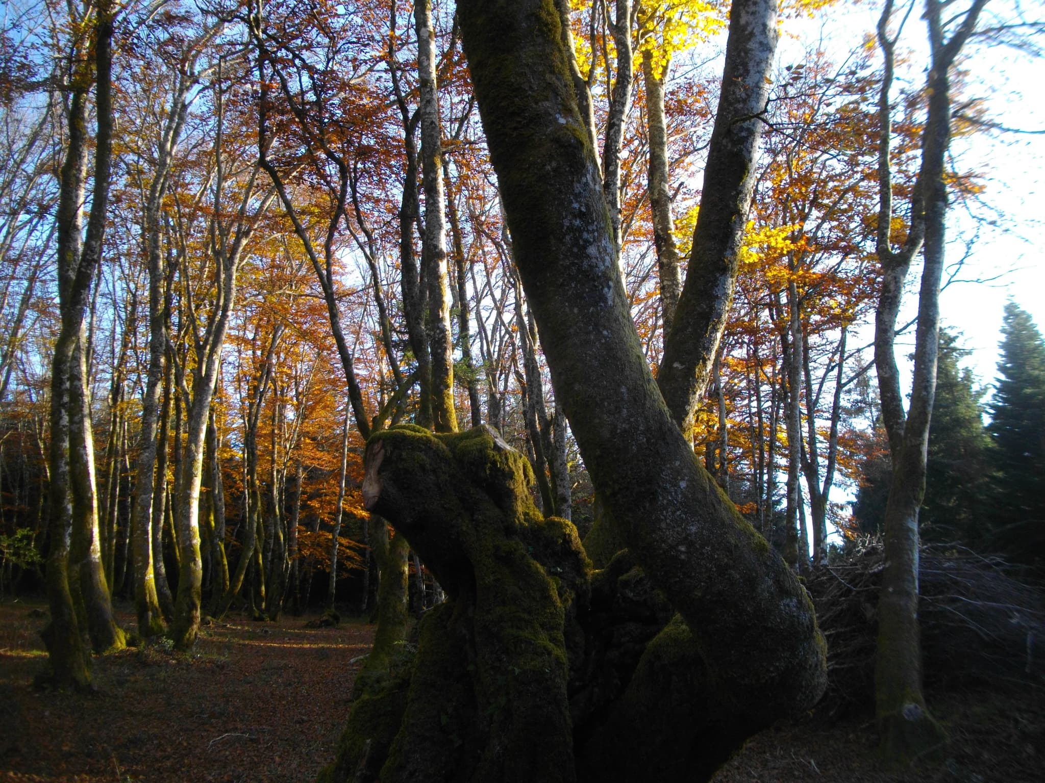 hetre3