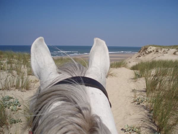 horsediscoveringbeach